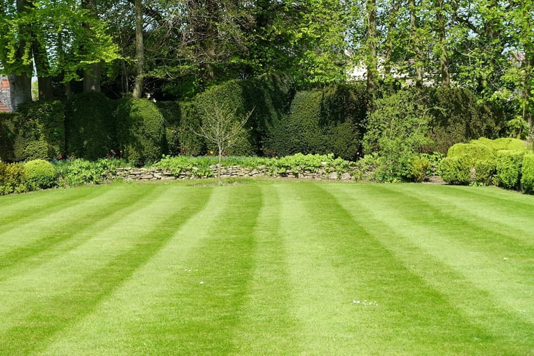 Striped lawn with trees