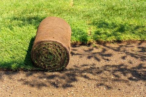 Close shot of unrolled natural green grass sod roll for landscape design