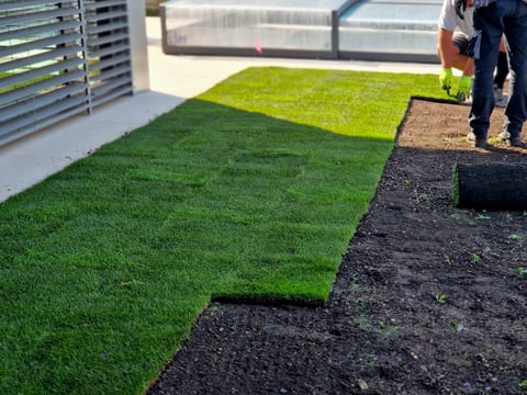 Laying grass turf in family garden, roll of sod being installed on plowed soil