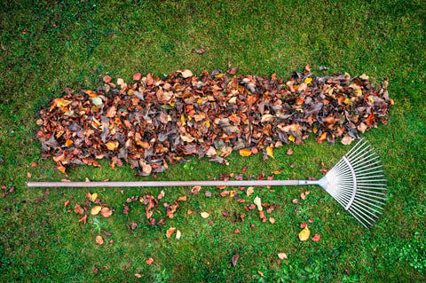 Long narrow pile of fall leaves next to a rake on green grass in a garden