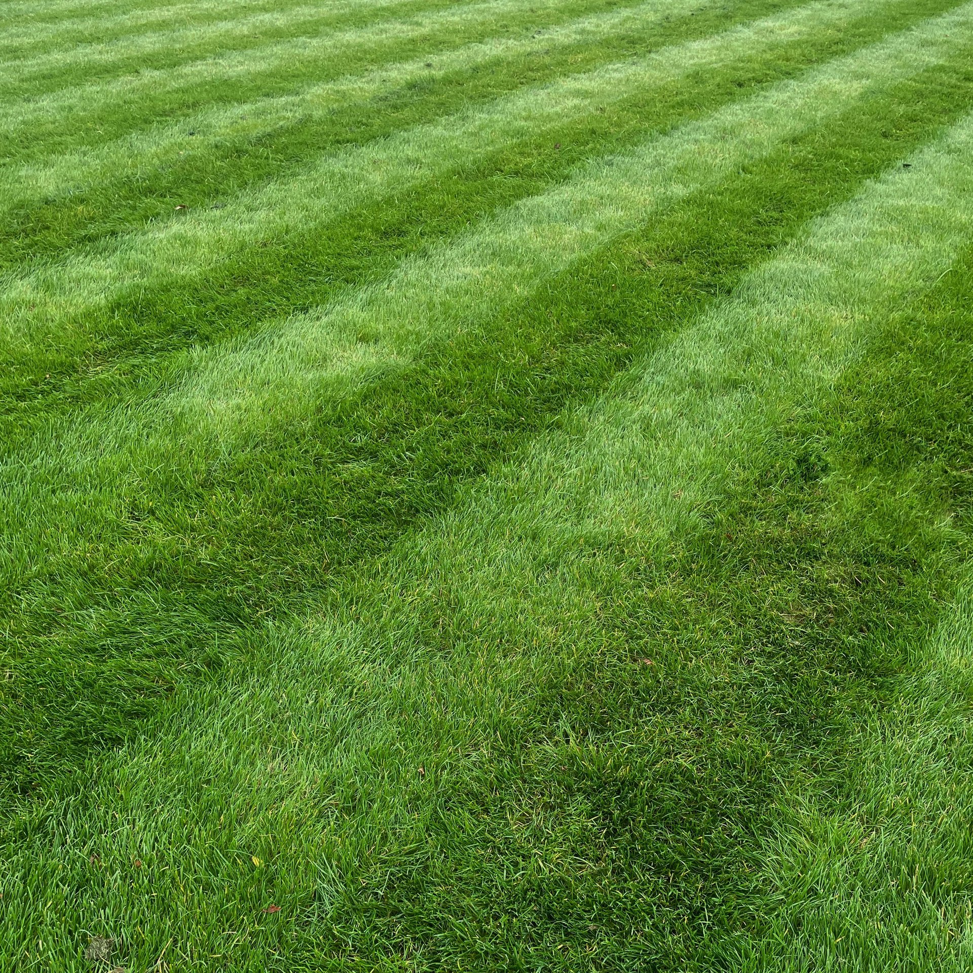 Perfectly striped lawn
