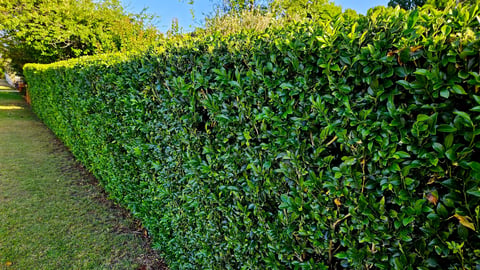 A well-maintained, dense green hedge running along a grassy area, neatly trimmed
