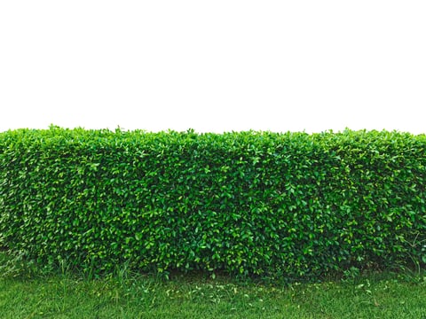 Green Tree Fence or Wall, Vision Design Ideas