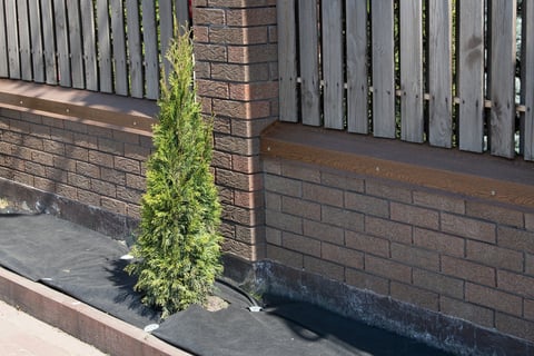 A small evergreen shrub stands next to a sturdy brick wall and a wooden fence with neat landscaping