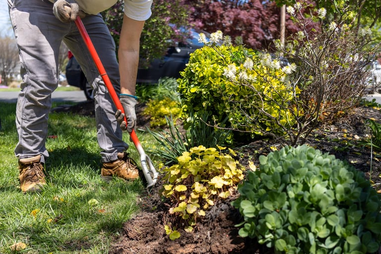 Lawn transformation