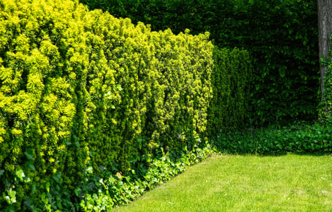 Green summer garden with beautiful trimmed boxwood garden fence