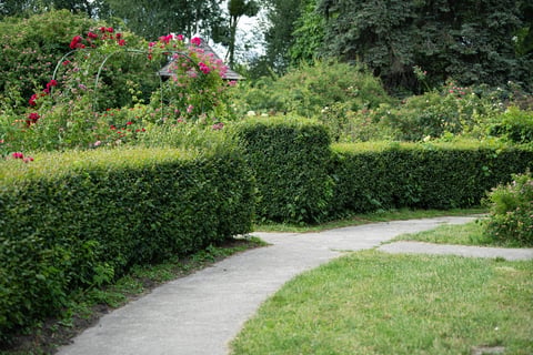 Neatly trimmed hedges create serene pathways in a vibrant garden with blooming flowers
