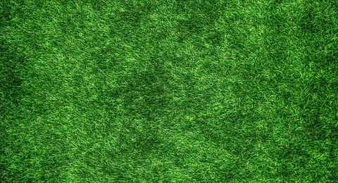Natural grass background with a seamless texture, top view of a lush green lawn