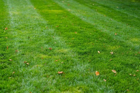 Seasonal lawn care