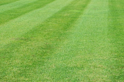 Lush Green Lawn with Mowing Stripes