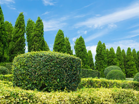 Garden landscape park with beautiful greenery