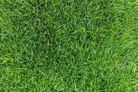 Healthy green grass top down view, vibrant green lawn texture
