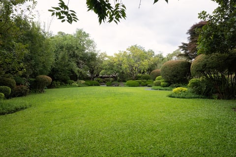 Empty outdoor space in green garden with grass lawn surrounded by lush plants and trees