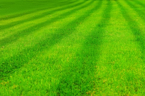 Fresh cut lawn stripes