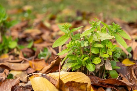 Rudbeckia plant protected with a leaf mulch layer, showing sustainable winter soil care