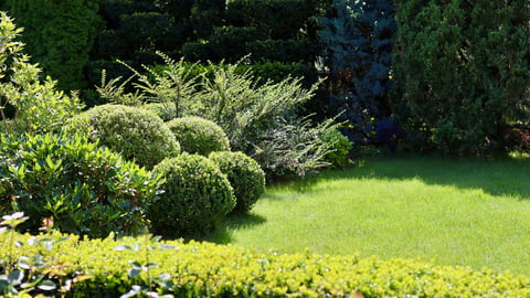 A sunny garden scene featuring manicured spherical boxwood shrubs and evergreen plants bordering a vibrant green lawn