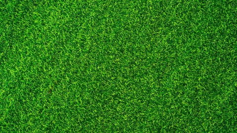 A vibrant green field with short, lush grass