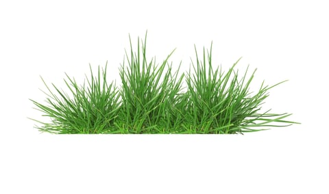 Lush green grass isolated on white, banner design
