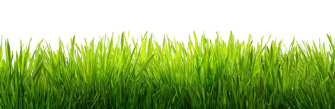Fresh green grass isolated on white background