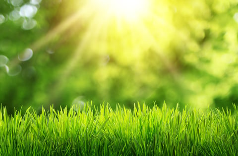 Fresh green grass in foreground against spring backdrop with bokeh and sunbeams