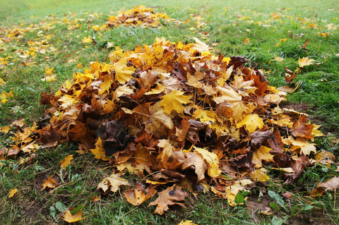 Pile of fallen leaves in autumn park