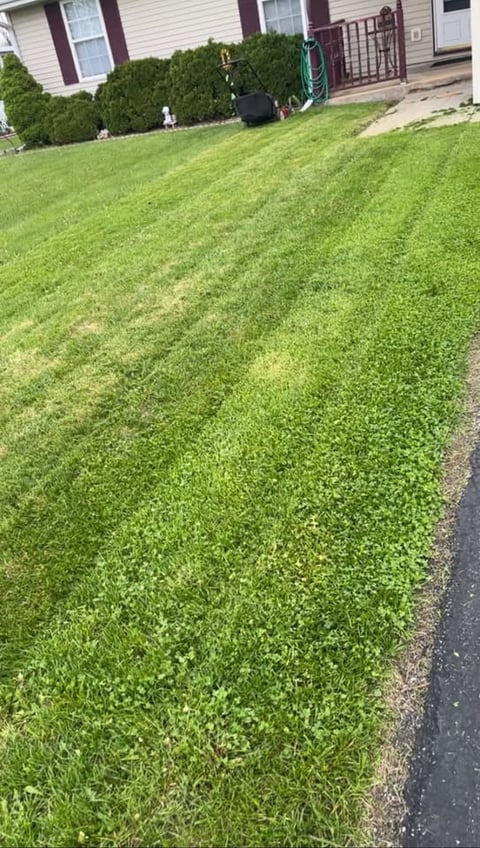 Lush green lawn in front of residential house with hedges